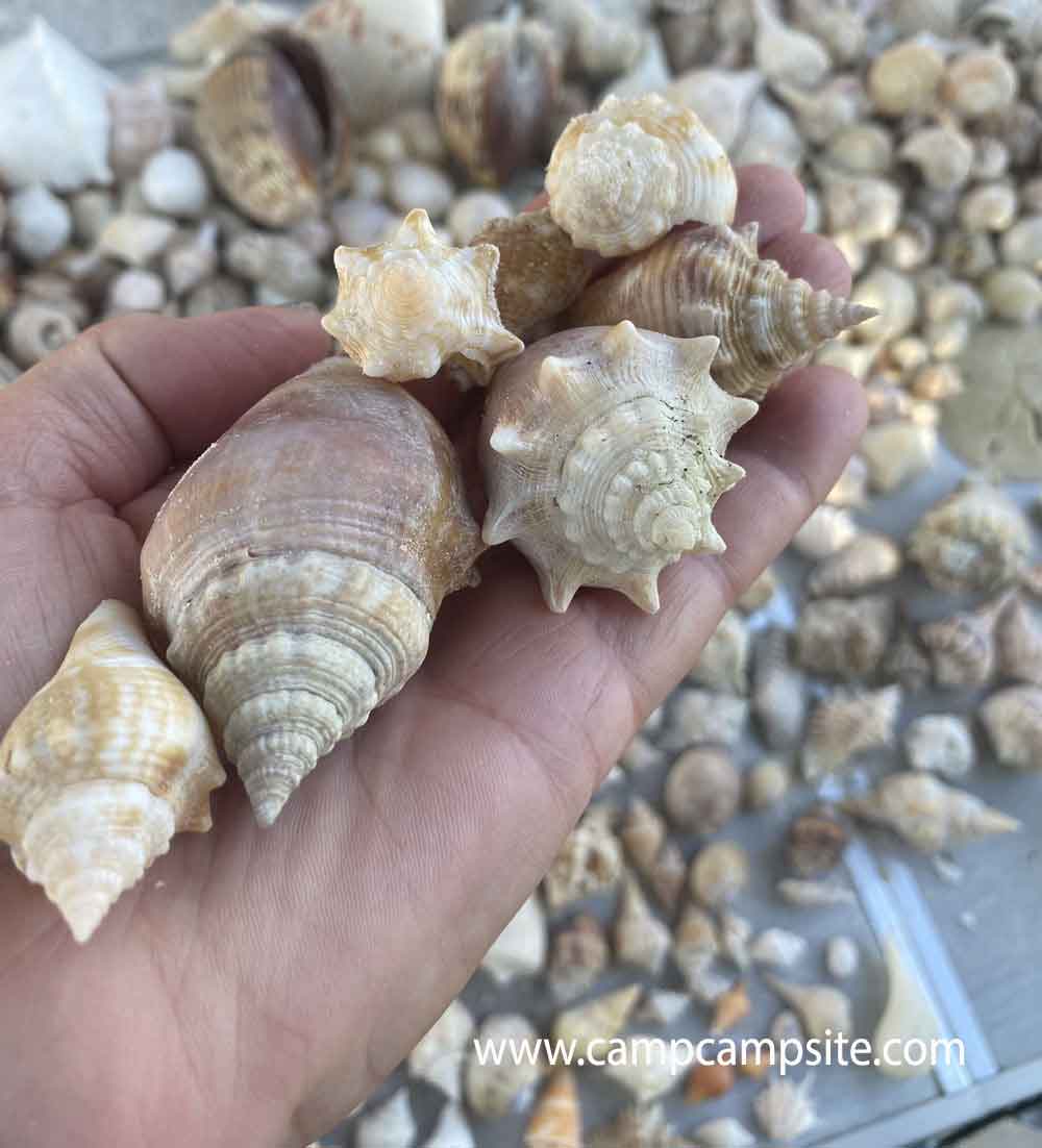 Sanibel Shelling