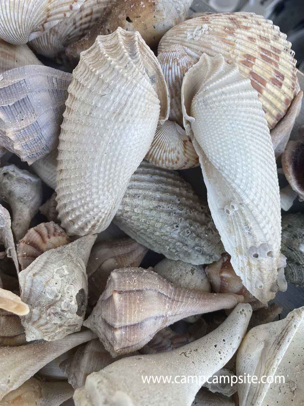 shelling on sanibel island