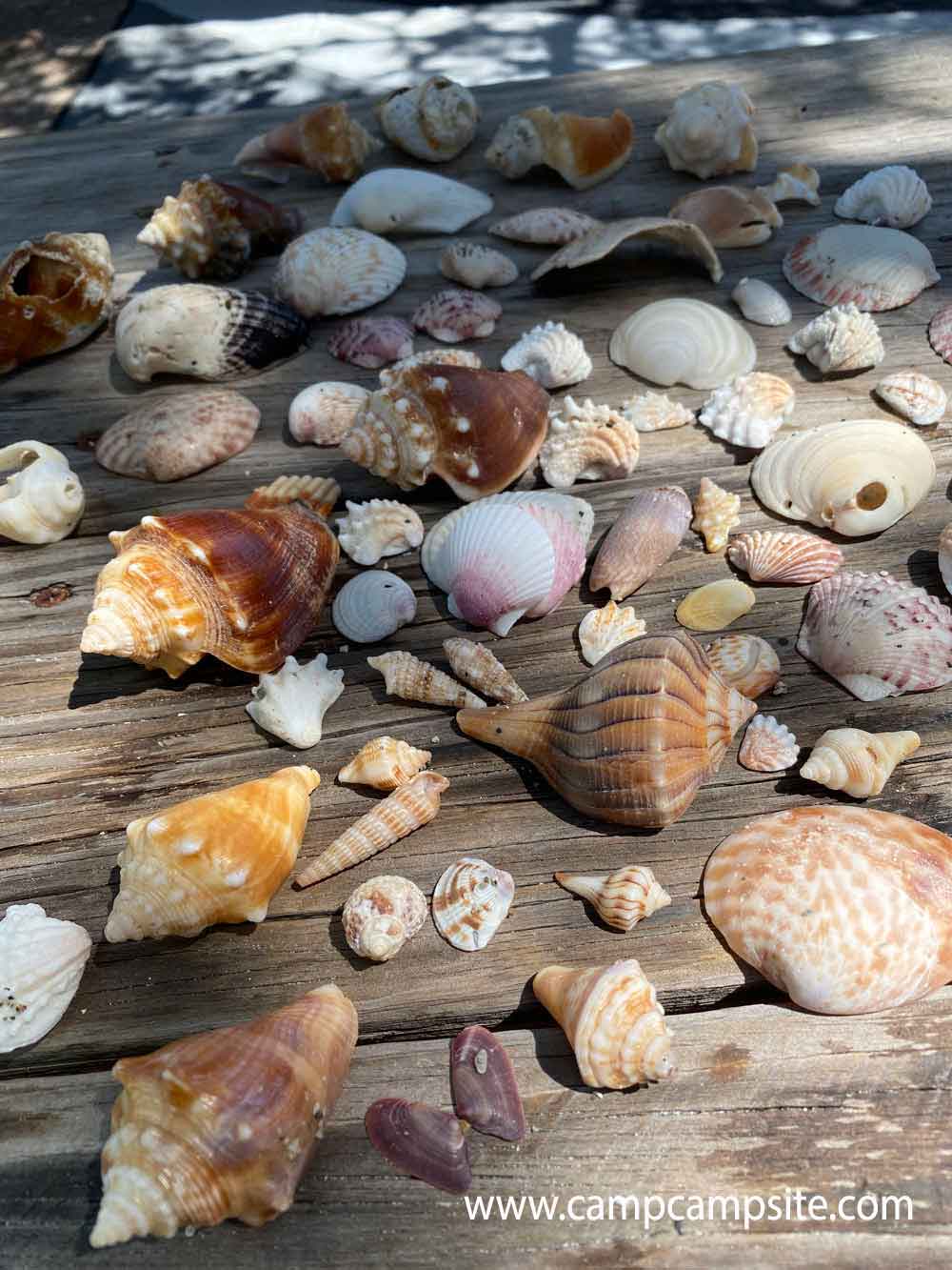 Sanibel Island Shelling