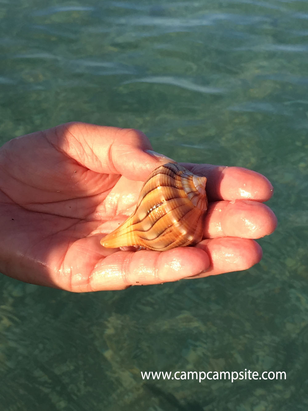 Turner Beach Shelling Sanibel Island