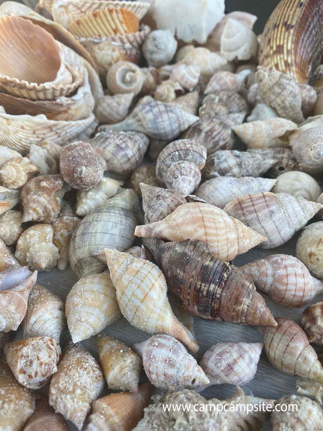 Sanibel Shells