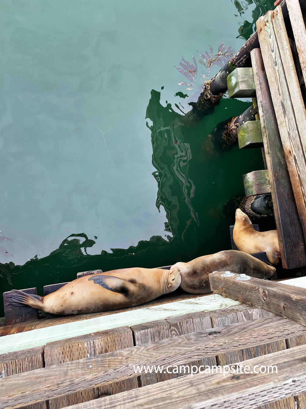 Avila Beach Seals