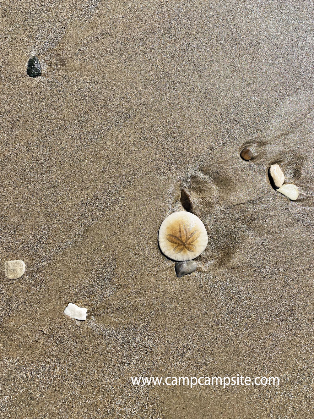 Pismo Beach Shelling