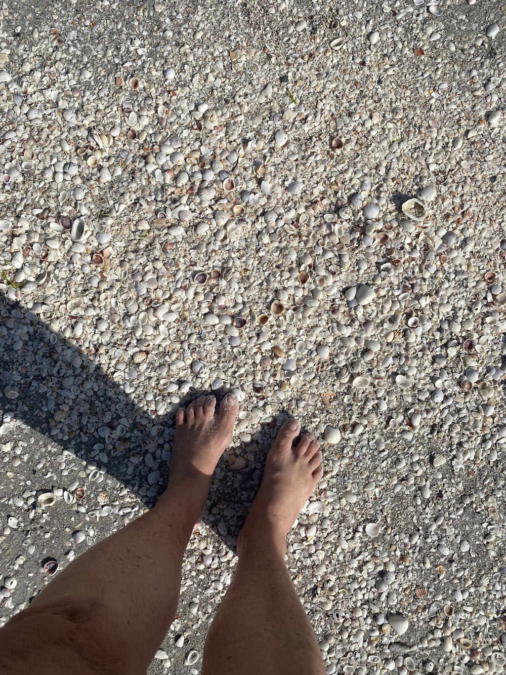 Sanibel Island Shells