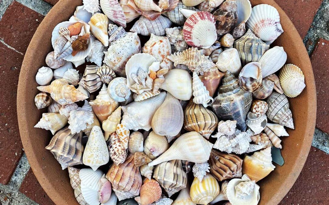 Shelling on Sanibel Island and Kice Island